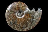 Polished Ammonite (Cleoniceras) Fossil - Madagascar #166312-1
